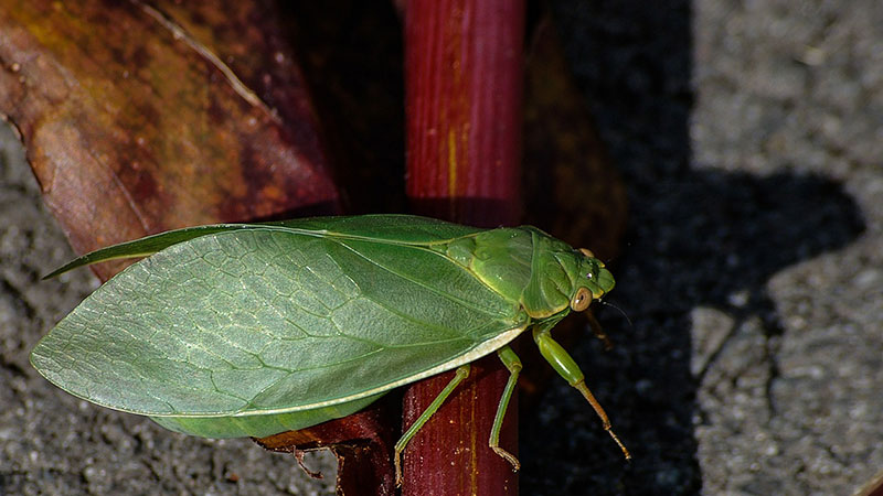 Green cicada on a red twig