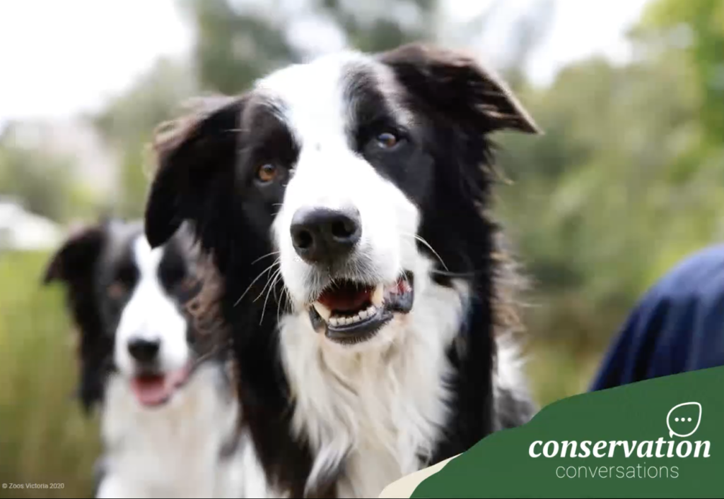 Detection Dogs - Inspiring Victoria