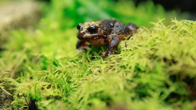 Amphibians, situation critical: Insights from the leaders in the field saving Victoria’s frogs @ Zoos Victoria